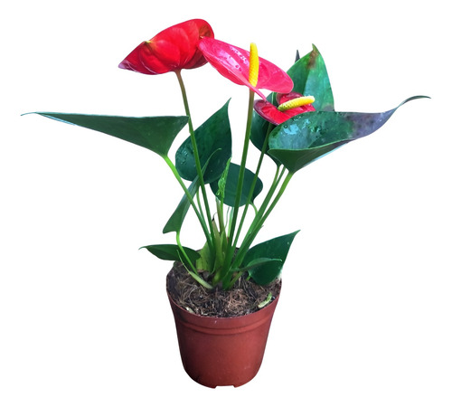 Antúrio Vermelho / Red - 1 Planta Premium Com Flor
