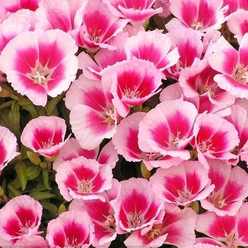 50 Semillas Godetia Flor De Azalea Mix