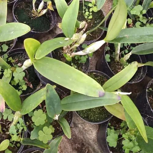 Cattleya Aurantiaca Amarela Orquídea Espécie Coleção Rara