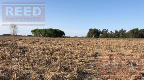 Campo - Saladillo