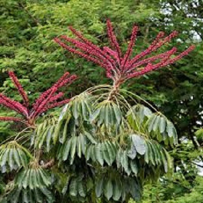 Árvore Guarda Chuva Schefflera 300 Sementes Frete Grátis Bra