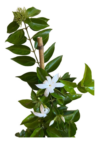 Excelente Muda De Jasmim Neve Ou Jasmim Da China