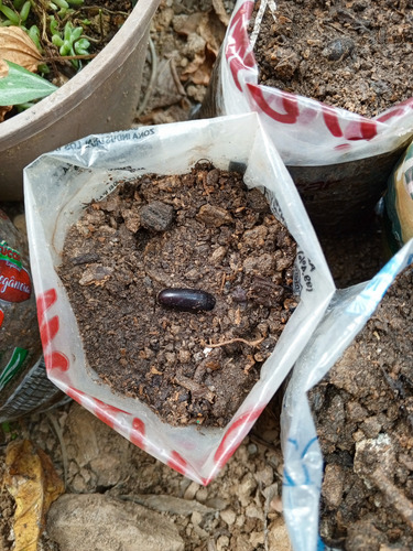 Mata De Mucuna Para El Tratamiento Del El Parkinson (l-dopa)
