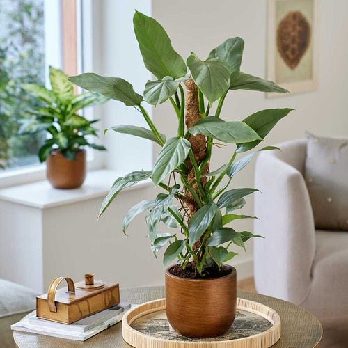 Filodendro Plateado. Philodendron Hastatum. Silver Sword