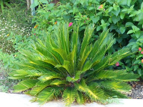 3 Semillas De Cycas Revoluta - Palma Sago Codigo 955