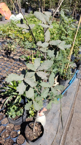 Encino Rugosa ( Planta ) Quercus Rugosa Née. 1.5 A 1.8 M