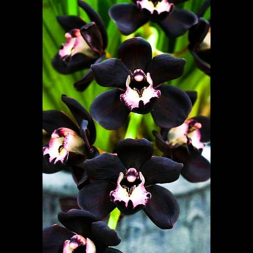 Orquidea Negra Cymbidium Kiwi Midnight Muda Jovem Rara | Parcelamento sem  juros