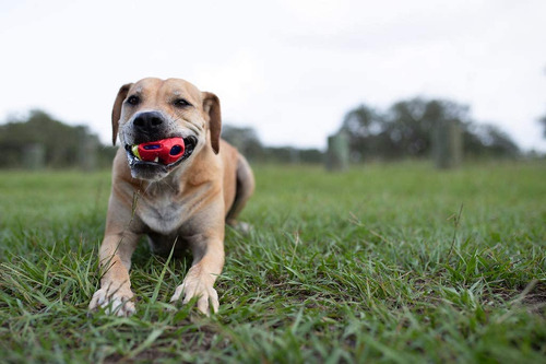 Dog Toy Nerf Dog Led Bash Ball 6,35 Cm De Diâmetro Vermelha/