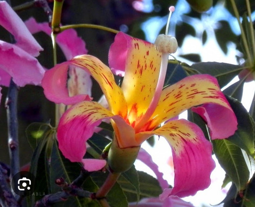 Árbol Palo Borracho Exótico Y Ornamental Para Jardín