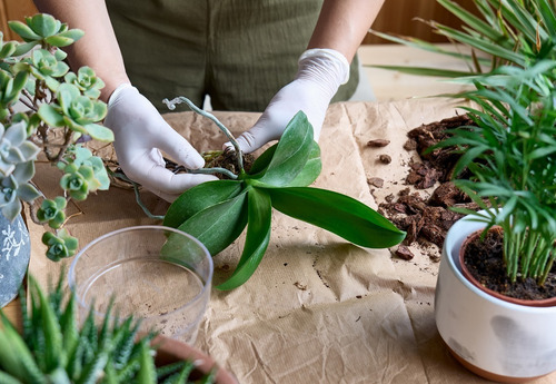 Sustrato Para Orquídeas Completo Equilibrado 100% Natural | Cuotas sin  interés