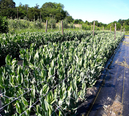 Hortonova Sm Plant Trellis Net, 79 X 30', Blanco.