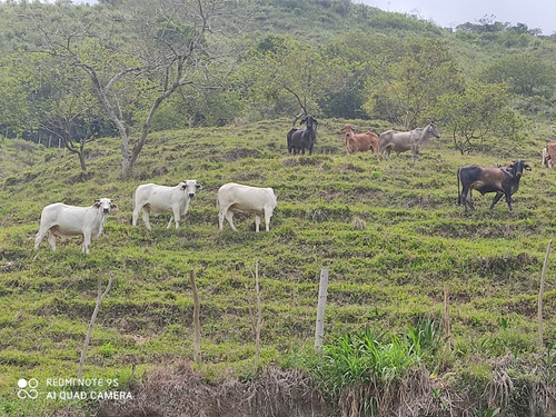 Venta Finca Productiva Caicedonia Vereda San Gerardo Bajo - 56 Cuadras