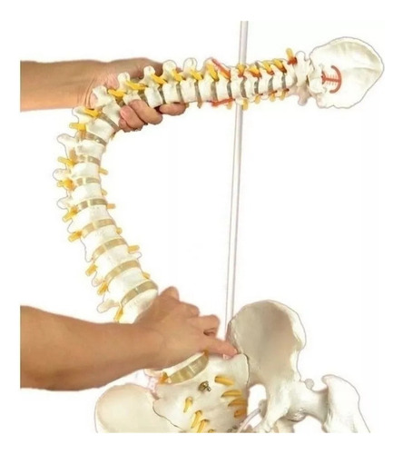 Modelo Anatómico De La Columna Vertebral (columna Vertebral)