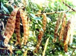 Sansão Do Campo ( Sabiá) 1000 Sementes Frete Grátis 