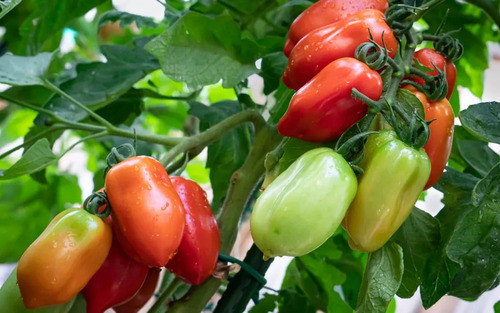 Semillas Tomate San Marzano Italiano Ideal Conservas Y Salsa