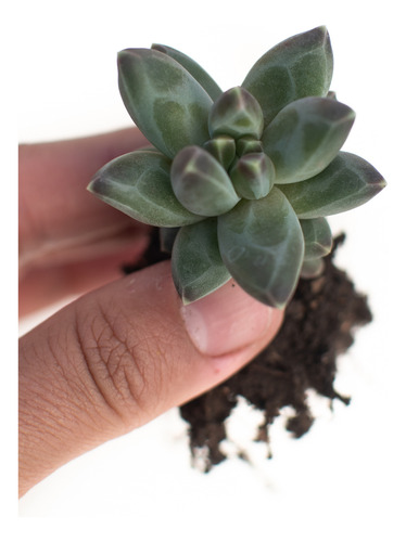 Pachyphytum Compactum Suculenta Colección N° 6