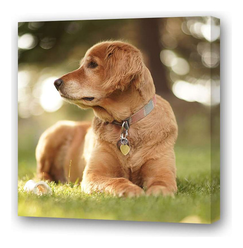 Vinilo 45x45cm Perros 5 Golden Retriever Costado Pasto