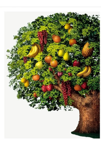 3 Arbolitos-frutales A Elegir Hoja Instrucciones Sustratos