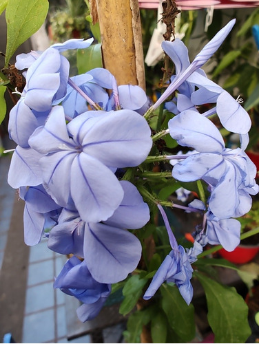 Planta Enredadera Jazmin Del Cielo Maceta De 3 Litros