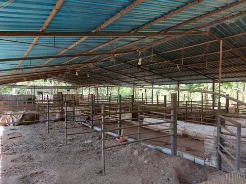 Imagen 17 de 29 de Finca Mixta + Manga De Coleo De 1 Ha En Guayabita En Turmero