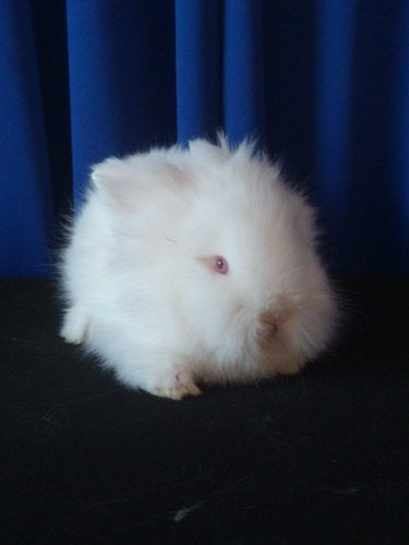 Conejo Cabeza De León Blanco Mascota
