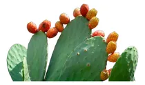 Comprar Penca Nopal, Cultivos Para Jardines Y Huertos
