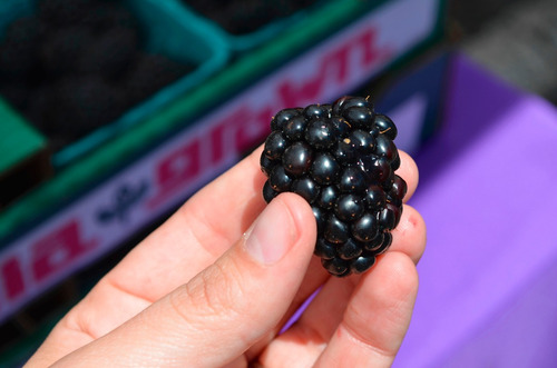 12 Sementes De Amora Preta Gigante - Blackberry Rubus Fruta