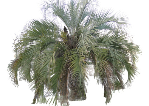 Palmera Butia Yatay  40lts