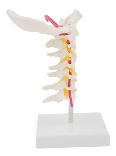 Modelo Columna Cervical Daigmeng Nervio Anatomico Espinal