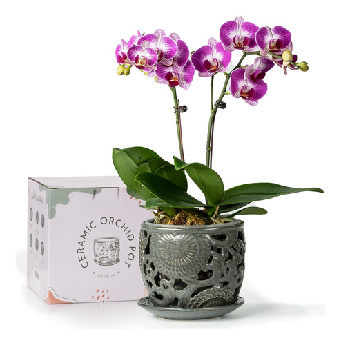 Maceta De Orquídeas De Cerámica, Macetas Para Orquídeas Con