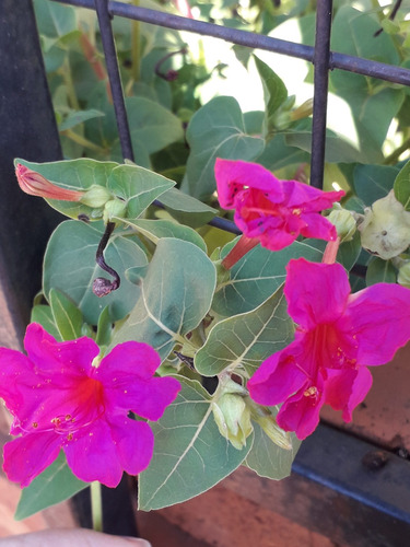 Semillas De Flores Silvestres San Diego Aromáticas