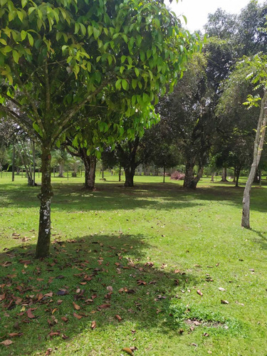 Imagem 10 de 16 de Chácara À Venda, Aurá, Ananindeua, Pa - Pa - Ch0001_four