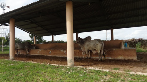 Gran Rancho En Venta En Buctzotz