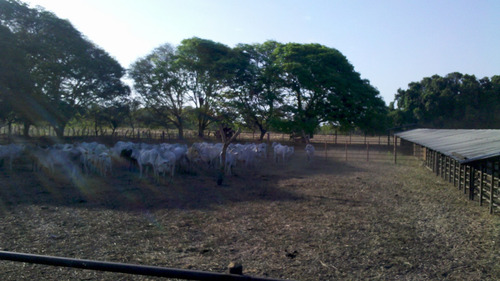 Imagen 2 de 24 de Finca De 9.080 Ha Guarico Con Pista Aterrizaje Autorizada
