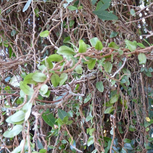 Chá De Cipó Cabeludo- Mikania Hirsutissima - D. C. - 50g
