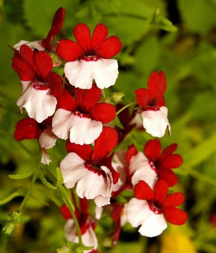 Sementes De Nemesia Bicolor Saint George Strumosa Flor 