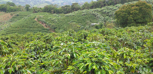 Imagem 8 de 15 de Fazenda, Para Venda Em Carangola/mg - Var1212ale