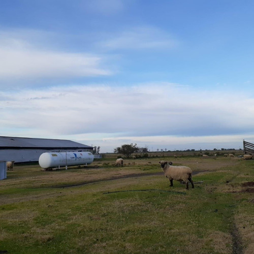 Imagen 3 de 12 de Granja Avícola Ganadera En Venta