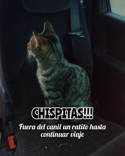 Imagen 5 de 6 de Traslado Nacional E Internacional De Mascotas!