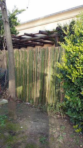 Caña De Bambú Tacuara X Metro