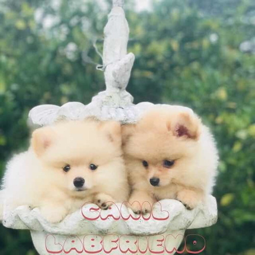 Filhotes De Spitz Alemão