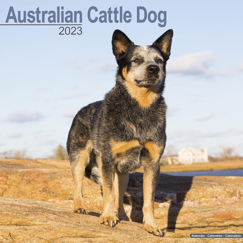 Libro: Calendario Australiano Para Perros Ganaderos - Calend