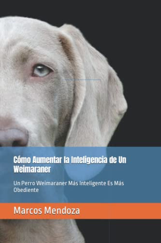 Como Aumentar La Inteligencia De Un Weimaraner: Un Perro Wei