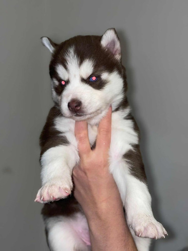 Cachorros Husky Siberiano Con Pedigree