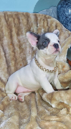 Imagen 2 de 2 de Espectacular Bulldog Francés Pied Blue