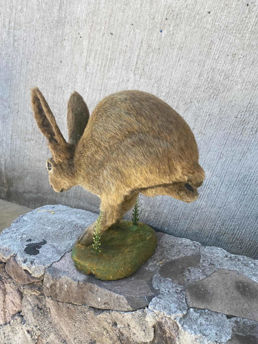 Animales Disecados 100% Liebre ( Haré )