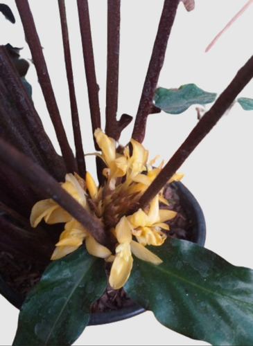 Planta Calathea Rufibarba. Goeppertia Rufibarba.