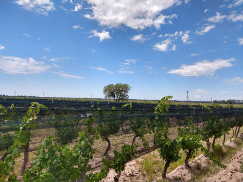 Quinta En Venta - 4 Dormitorios 2 Baños - Cochera - 150.000mts2 - San Rafael