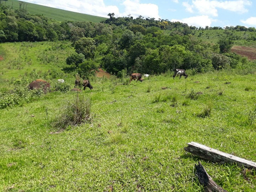 Imagem 6 de 15 de Imobiliária Águia Imperial Vende Sítio Em Céu Azul - Si0001