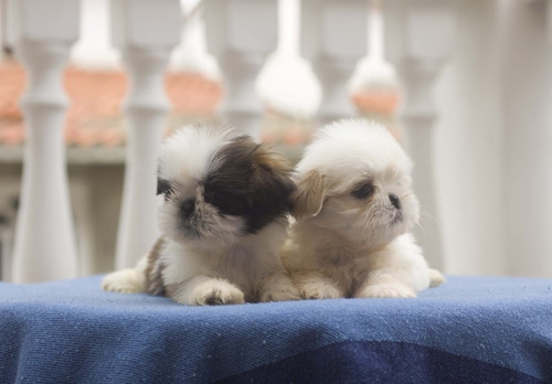 Shih Tzu Machos